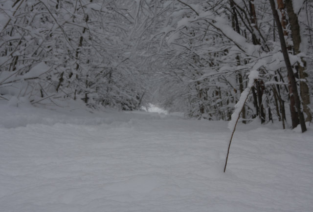 snow covered trees and deep snow